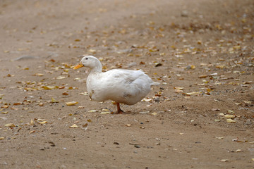 white duck standing on one leg,