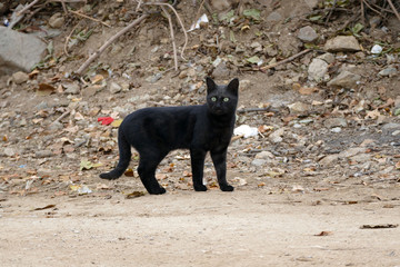black cat walking around the streets, black cat walking around freely,close-up black cat,