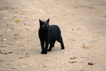 black cat walking around the streets, black cat walking around freely,close-up black cat,