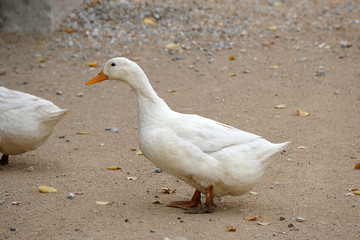 Naklejka na ściany i meble Close-up of a village duck's head, white duck, a duck in a natural environment,