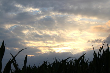 Himmel über einem Maisfeld