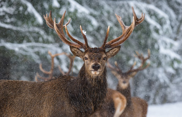 Naklejka na ściany i meble Great Adult Noble Red Deer With Big Horns, Look At You. Portrait Of Great Stag With Big Antlers At Winter Forest Background. Lonely Stag Under Falling Snowflakes.Belarus.