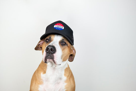 American Election Activism Concept: Staffordshire Terrier Dog In Patriotic Baseball Hat.  Pitbull Terrier In Trucker Hat With 