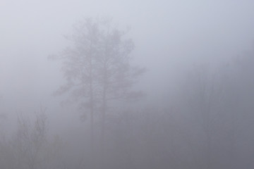 Branches of tree obscured in thick fog. Misty morning in the woods. Mysterious landscape.