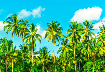 Obraz na płótnie Canvas Palm tree on blue sky and white clouds
