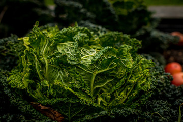 Wirsing in Schleswig Holstein