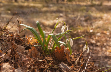 White Galanthus (snowdrops)   in spring day