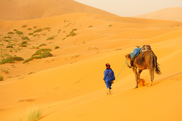 Fototapeta na wymiar Camel caravan going through the sand dunes in the Sahara Desert. Morocco Africa. Beautiful sand dunes in the Sahara desert.