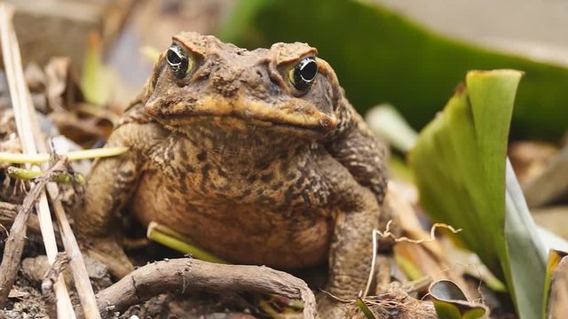 Poisonous Brown Toad Resting On Dry Soil