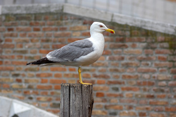 Larus michahellis italian bird, Yellow-legged Gull on wooden bricole in Chioggia town