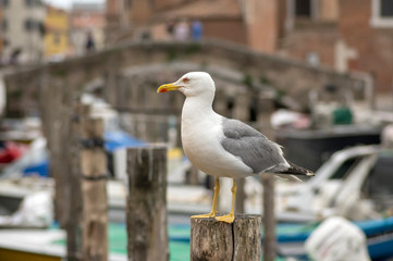 Larus michahellis italian bird, Yellow-legged Gull on wooden bricole in Chioggia town