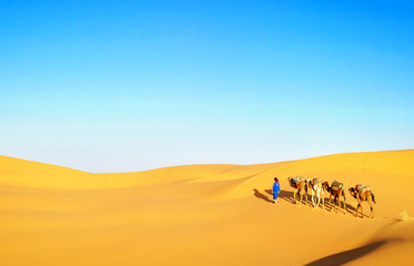 Fototapeta na wymiar Camel caravan going through the sand dunes in the Sahara Desert, Morocco.