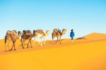 Camel caravan going through the sand dunes in the Sahara Desert. Morocco Africa. Beautiful sand dunes in the Sahara desert.