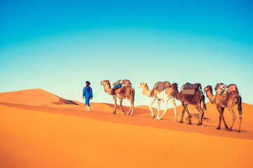 Camel caravan on the Sahara