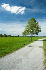 Single big tree next to gravel road