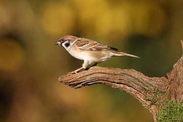 Feldsperling auf moosbewachsenem Ast