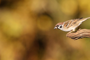 Aufmerksamer Feldsperling in herbstlichen Farben
