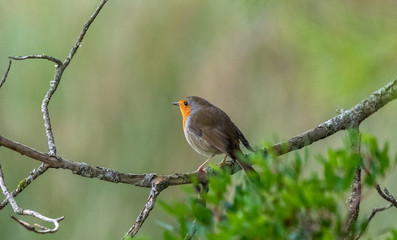Robin in the trees