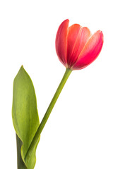 Isolated flower. Red single tulip on a white background