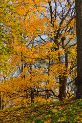 Autumn Park, Pushkin, Tsarskoye Selo, St. Petersburg, Russia
