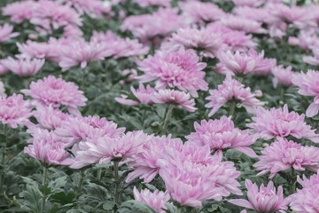 Colorful Chrysanthemum flower in the garden.Sometimes called mums or chrysanths.(Dendranthemum...