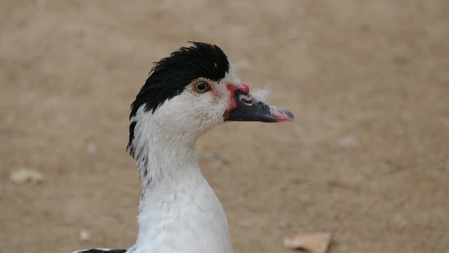 Close-up of a village duck's head, White-black duck, a duck in a natural environment,