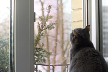 winter pets entertainment gray cat sits by the open window and watches the snowflakes