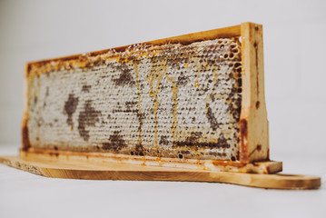 Frame of honeycomb