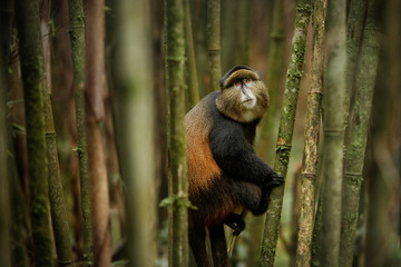 Wild and very rare golden monkey in the bamboo forest. Unique and endangered animal close up in nature habitat. African wildlife. Beautiful and charismatic creature. Cercopithecus kandti. - obrazy, fototapety, plakaty