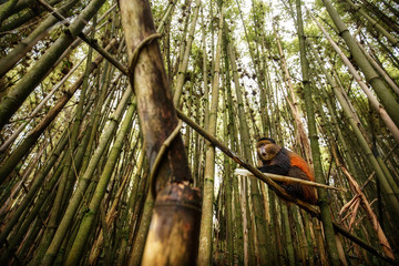 Wild and very rare golden monkey in the bamboo forest. Unique and endangered animal close up in...