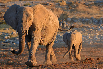 Fototapeta na wymiar Elefanten im Abendlicht an der Wasserstelle Okaukuejo im Etosha Nationalpark in Namibia