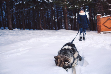 Naklejka premium Fun photo like a dog and a boy playing in the winter in the forest. Alaskan Malamute stuck his nose in the snow