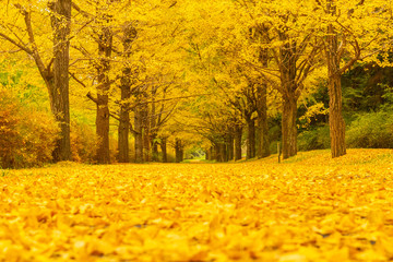 Tunnel of ginkgo trees