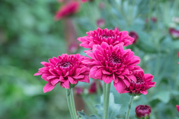 Fototapeta premium Pink Chrysanthemum flowers in a garden.Sometimes called mums or chrysanths.(Dendranthemum grandifflora).Beautiful pink flower. 