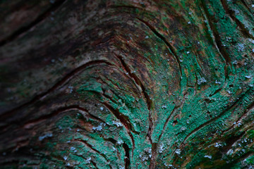 Floral wooden beautiful green moss texture closeup. Natural colorful mossy surface background, macro view.