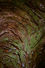 Floral wooden beautiful green moss texture closeup. Natural colorful mossy surface background, macro view.