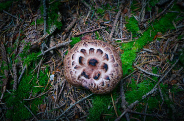 Grey detailed colorful fungi hat growing in the forest green moss, macro. Poisoned dangerous brown mushroom at the forest lichen background, closeup.