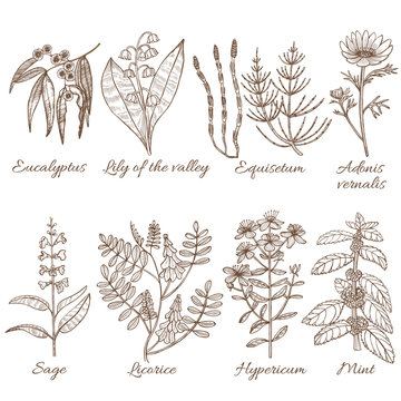 Set of Medicinal Plants in Hand Drawn Style