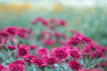 Obraz premium Pink Chrysanthemum flowers in a garden.Sometimes called mums or chrysanths.(Dendranthemum grandifflora).Beautiful pink flower. 