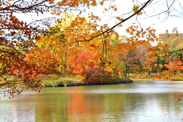 Obraz na płótnie Canvas 北海道、札幌、中島公園の秋の風景