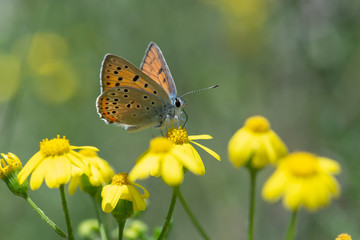 Lycaenidae / B&uuml;y&uuml;k Mor Bakır / / Lycaena alciphron