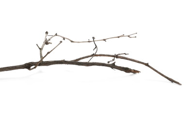 Wild dry liana, jungle vine isolated on white background, clipping path