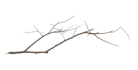 Dry branch isolated on white background