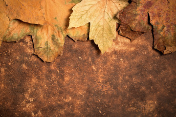 Autumn dry leaves, space for text