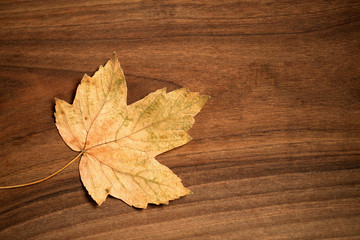 Naklejka na ściany i meble Autumn dry leaves, space for text