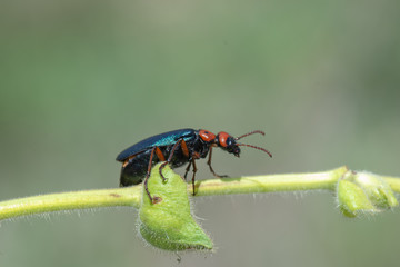 fly on leaf