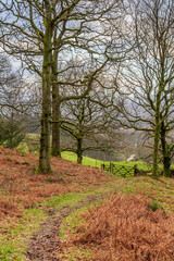 Bare trees in woodland, in the Lake District during winter