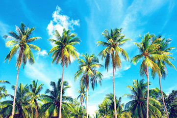 Naklejka premium Coconut palm trees perspective view. Holiday and Vacation concept