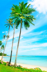 Beautiful beach. View of nice tropical beach with palms around. Holiday and Vacation concept