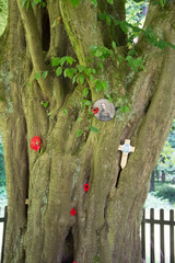 poppy on world war one battlefield france